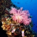 coral_soft_lk_v_0705_png1169.jpg